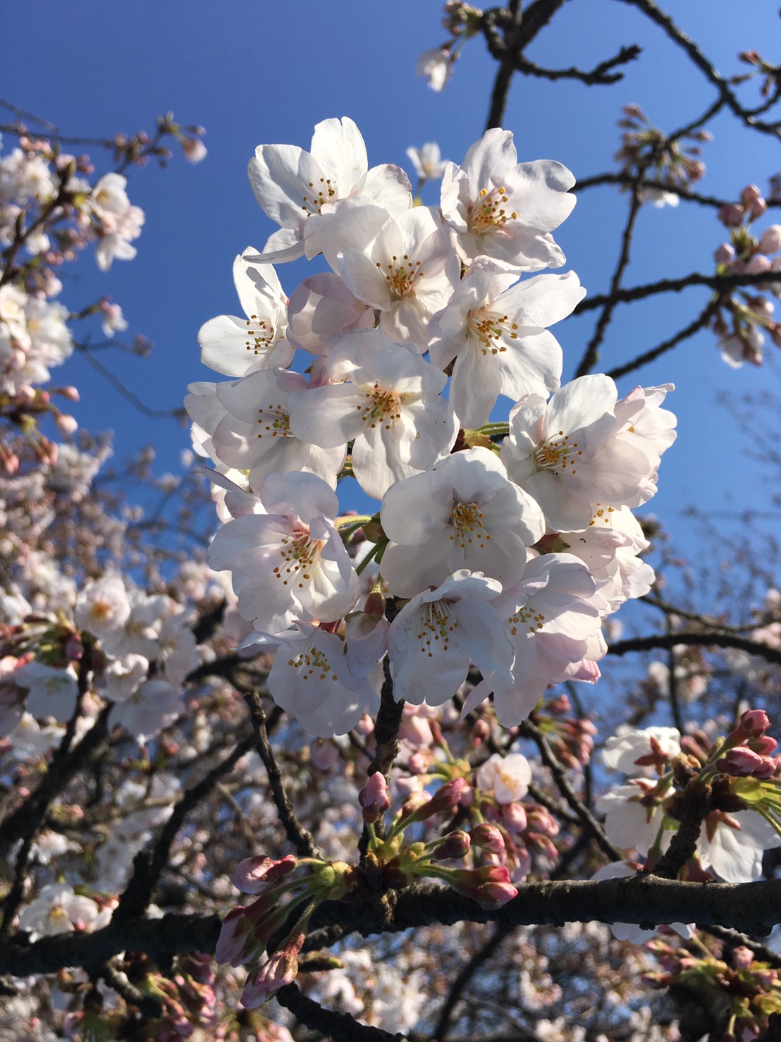 cherry-blossom-1