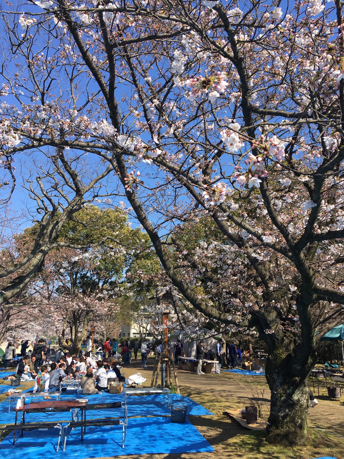 cherry-blossom-2